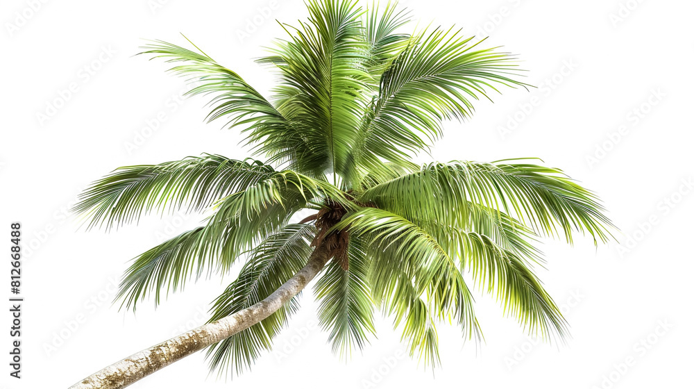 Standing Tall: A Coconut Palm Tree