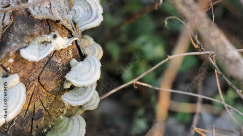 Fungi growing circularly on rotten tree stump photo