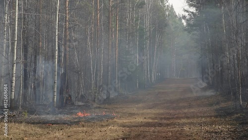 Natural forest fire. Burning forest floor of dry leaves, grass, pine cones and bushes with smoke and smog. Uncontrolled burning of vegetation and spontaneous spread of fire in the thicket of the fores photo