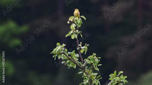 Emberiza citrinella aka yellowhammer. Lovely yellow bird is sitting on the top of the tree in sunny springtime day. Czech republic nature. Singing with open beak. photo