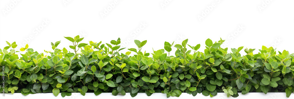 Lush green hedge, extending across the frame, on a white background, symbolizing privacy and nature in landscaping. Lush green hedge, extending across the frame, on a white background, symbolizing privacy and nature in landscaping.