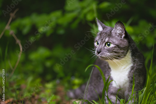 cat portrait pet candid walking in wild life environment space wallpaper poster with blur background space