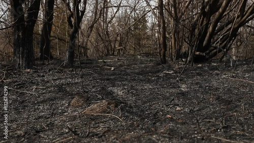 Natural forest fire. A burnt-out forest with ashes and charred trees with smoke in the forest area. Smog from smoke, flames and fire in the thicket of a forest with tall tree trunks.