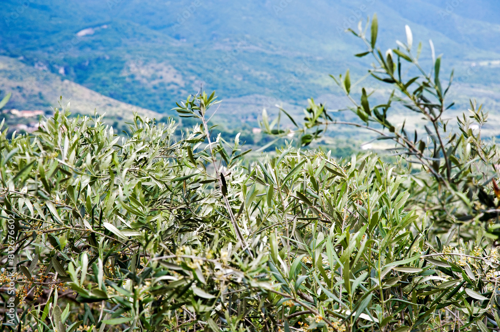 Fototapeta premium Branches and leaves of Olive trees with the valley in the background.
