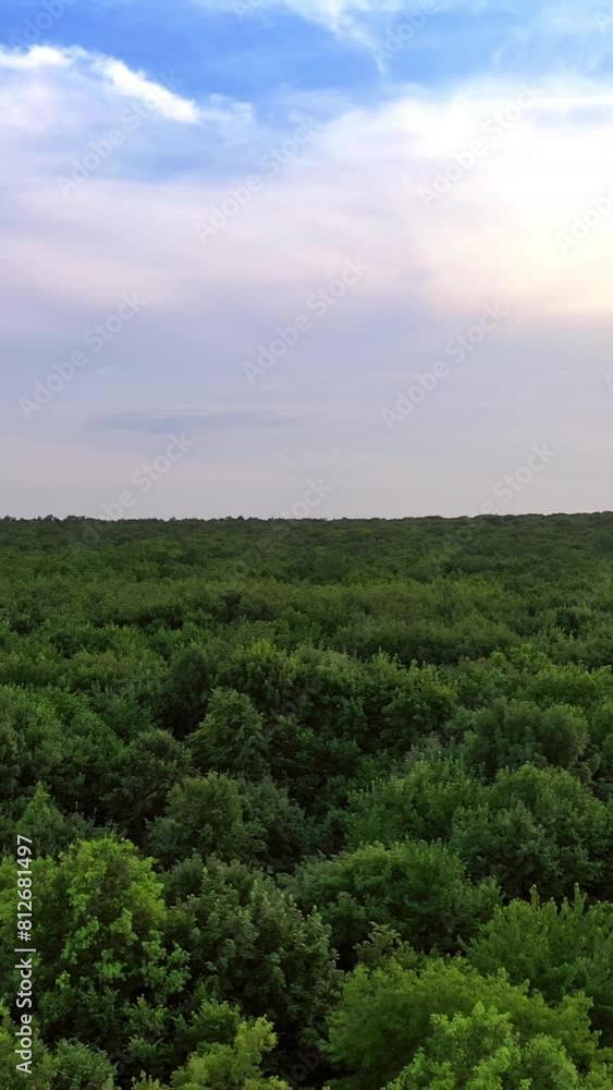 Flying over the green forest in summer day. Panoramic view of natural landscape of woods under blue sky. Aerial view. Camera moves forward. Vertical video Flying over the green forest in summer day. Panoramic view of natural landscape of woods under blue sky. Aerial view. Camera moves forward. Vertical video