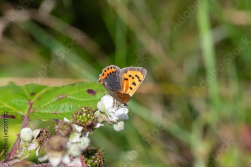 Fototapeta Naklejka Na Ścianę i Meble -  Macro shot of a small copper (lycanaena phlaeas) butterfly