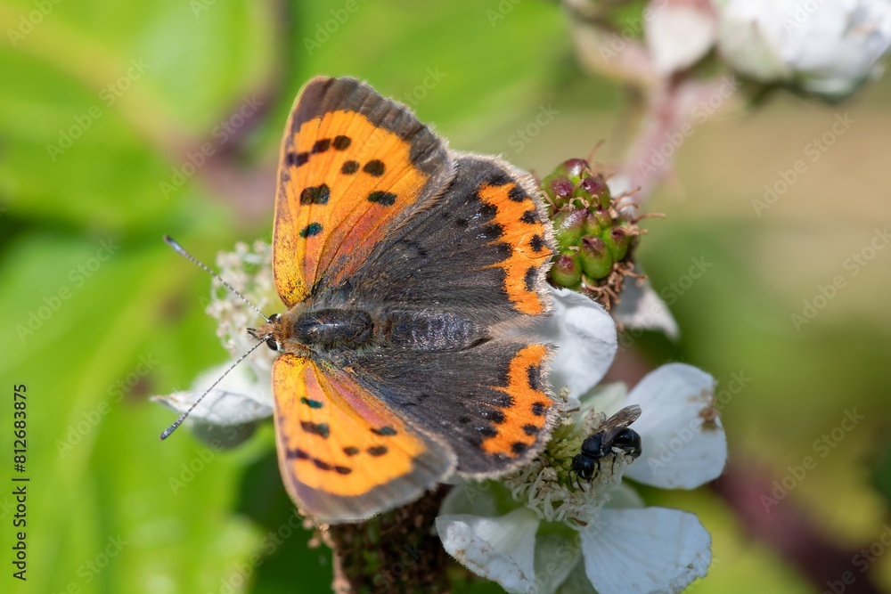 Macro shot of a small copper (lycanaena phlaeas) butterfly Macro shot of a small copper (lycanaena phlaeas) butterfly