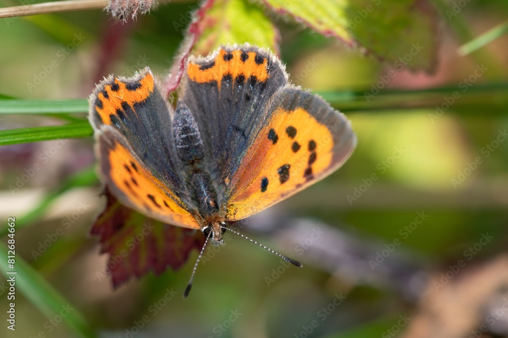 Macro shot of a small copper (lycanaena phlaeas) butterfly Macro shot of a small copper (lycanaena phlaeas) butterfly