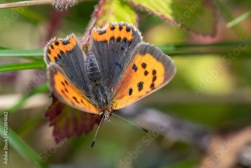 Fototapeta Naklejka Na Ścianę i Meble -  Macro shot of a small copper (lycanaena phlaeas) butterfly