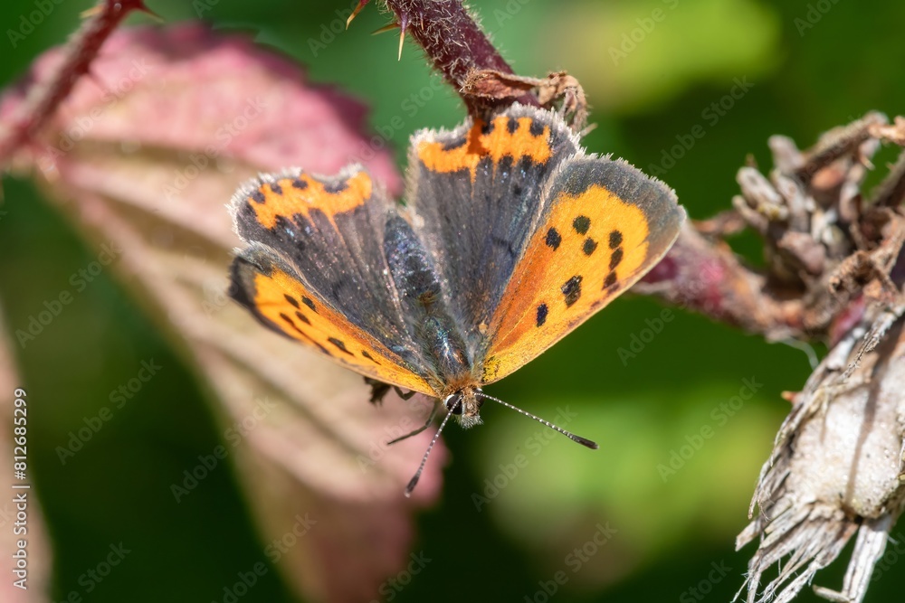 Obraz premium Macro shot of a small copper (lycanaena phlaeas) butterfly