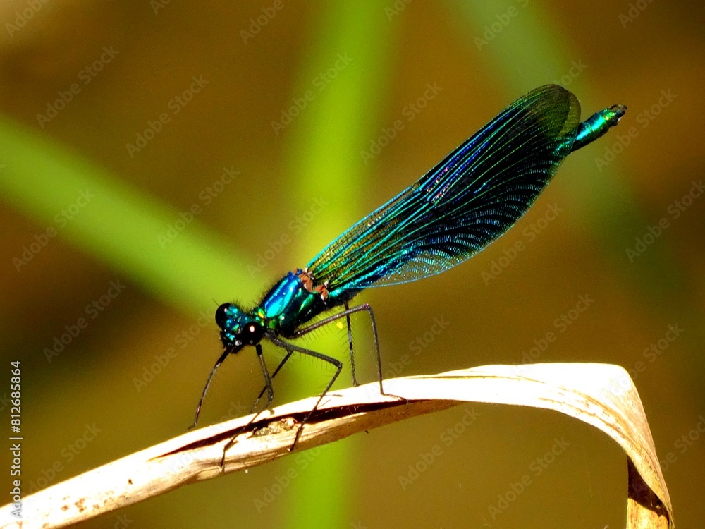 Calopterygidae dragonfly also called the damselflies, a family of small Odonata Zygoptera Calopterygidae dragonfly also called the damselflies, a family of small Odonata Zygoptera