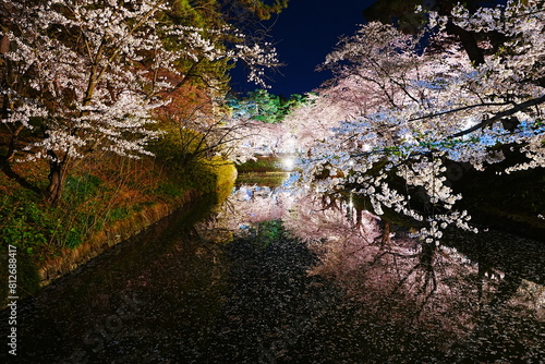 Illuminated Pink Sakura or Cherry Blossom Tunnel on Moat of Hirosaki Castle at Night in Aomori, Japan - 日本 青森 弘前城  桜のトンネル 夜景 ライトアップ photo