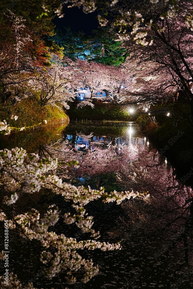 Illuminated Pink Sakura or Cherry Blossom Tunnel on Moat of Hirosaki Castle at Night in Aomori, Japan - 日本 青森 弘前城 桜のトンネル 夜景 ライトアップ Illuminated Pink Sakura or Cherry Blossom Tunnel on Moat of Hirosaki Castle at Night in Aomori, Japan - 日本 青森 弘前城 桜のトンネル 夜景 ライトアップ