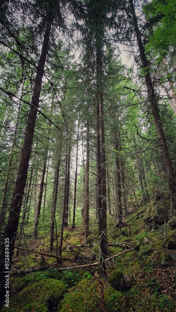 forest in the morning forest in the morning