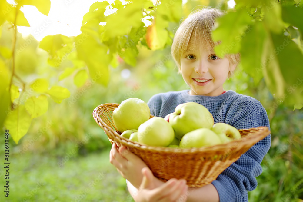 Little boy picking apples in orchard. Child holding straw basket with harvest. Harvesting in the domestic garden in autumn. Fruit for sale. Small business. Little boy picking apples in orchard. Child holding straw basket with harvest. Harvesting in the domestic garden in autumn. Fruit for sale. Small business.