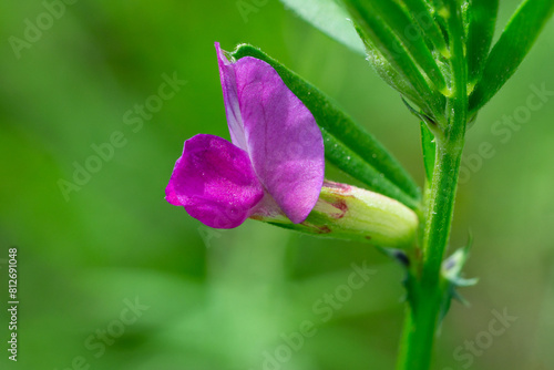 Close up Vicia sativa, known as the common vetch, garden vetch, tare or simply vetch blooming flower photo