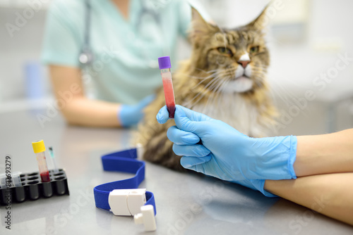 Two professional veterinarians take a blood test from a Maine Coon cat at a veterinary clinic. A laboratory technician holds a test tube with tomcat's blood in his hands. Work of the veterinary lab photo