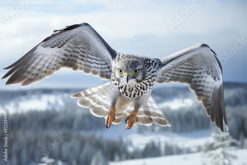 Aerial shot of Northern Goshawk gliding over a snowy landscape, hunting prowess on display, cold winter setting