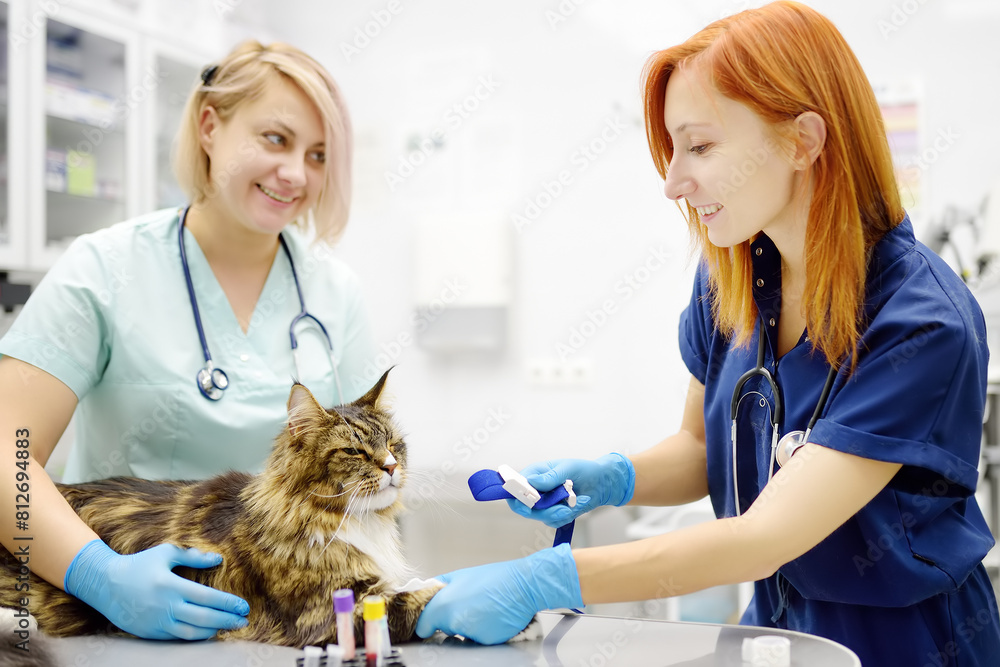 Two professional veterinarians take a blood for test of cat of the breed Maine Coon in veterinary clinic. Health of pet. Care of animal. Pet checkup, tests and vaccination in vet office. Two professional veterinarians take a blood for test of cat of the breed Maine Coon in veterinary clinic. Health of pet. Care of animal. Pet checkup, tests and vaccination in vet office.