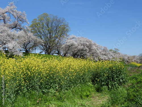 Plakat 桜と菜の花が咲く淀川河川公園背割提地区