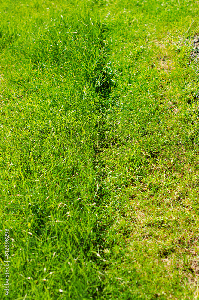 Partially cut grass lawn green land. High quality photo Partially cut grass lawn green land. High quality photo