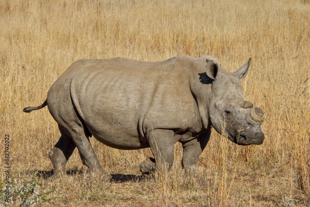 Fototapeta premium De-horned African white rhinoceros (Ceratotherium simum), side view, Pilanesberg National Park, South Africa. Prevent poaching for traditional Chinese medicine