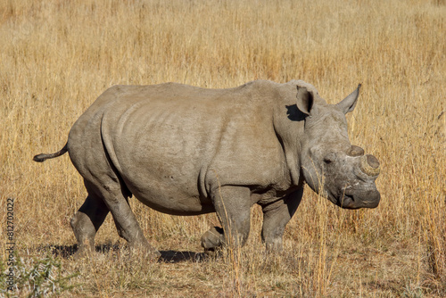 De-horned African white rhinoceros  Ceratotherium simum   side view  Pilanesberg National Park  South Africa. Prevent poaching for traditional Chinese medicine