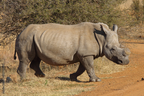 De-horned African white rhinoceros (Ceratotherium simum) walk across road, Pilanesberg National Park, South Africa. Prevent poaching for traditional Chinese medicine