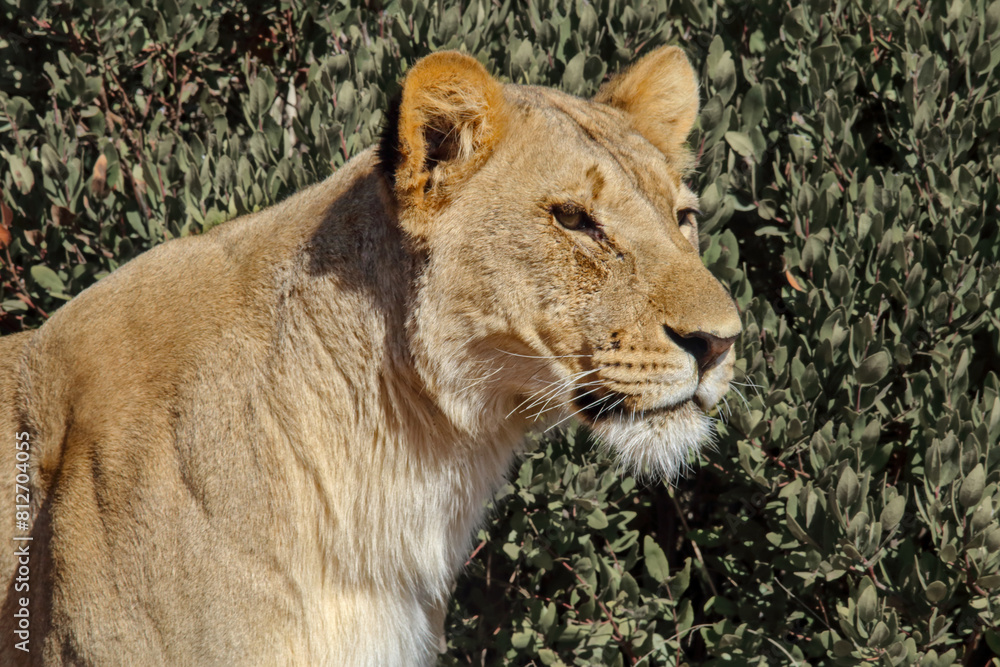 Side view, head and shoulders of lioness (Panthera leo) looking right, Pilanesberg National Park, Game Reserve, South Africa Side view, head and shoulders of lioness (Panthera leo) looking right, Pilanesberg National Park, Game Reserve, South Africa
