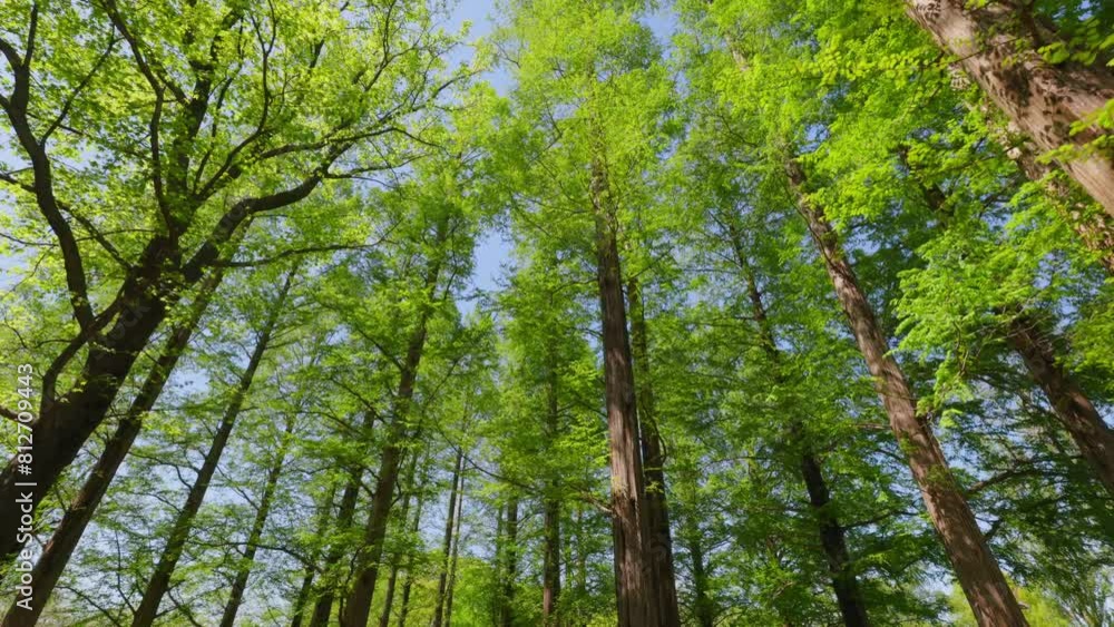 太陽の光が綺麗な新緑の木 太陽の光が綺麗な新緑の木