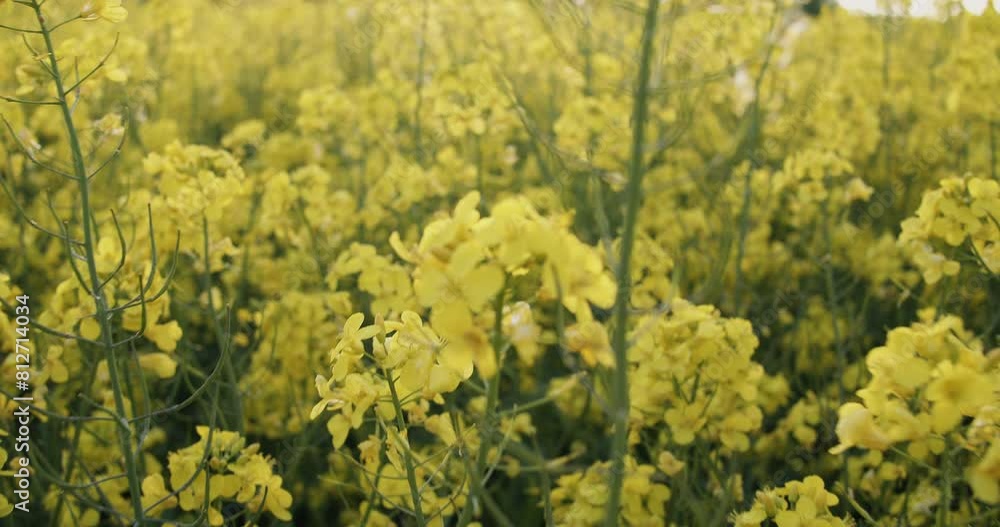 Rapsfeld in der Nähe von Berlin