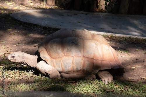 Aldabras Tortoises are one of the world's largest land tortoises photo