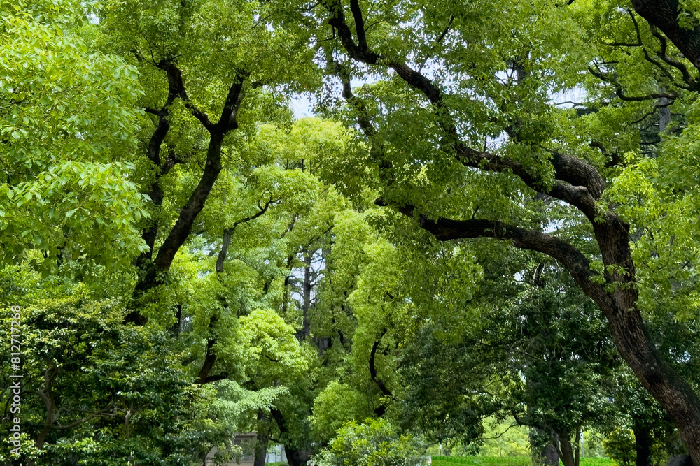 Obraz premium 都心散歩 新緑の日比谷公園