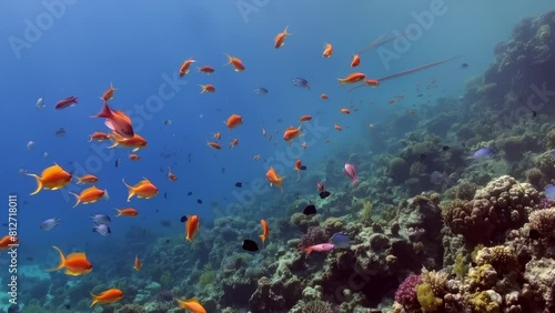 A school of fish swimming in the ocean. The fish are orange and blue. The water is clear and blue photo