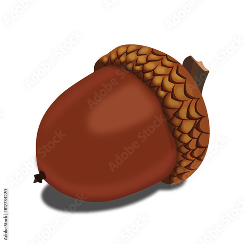 acorn