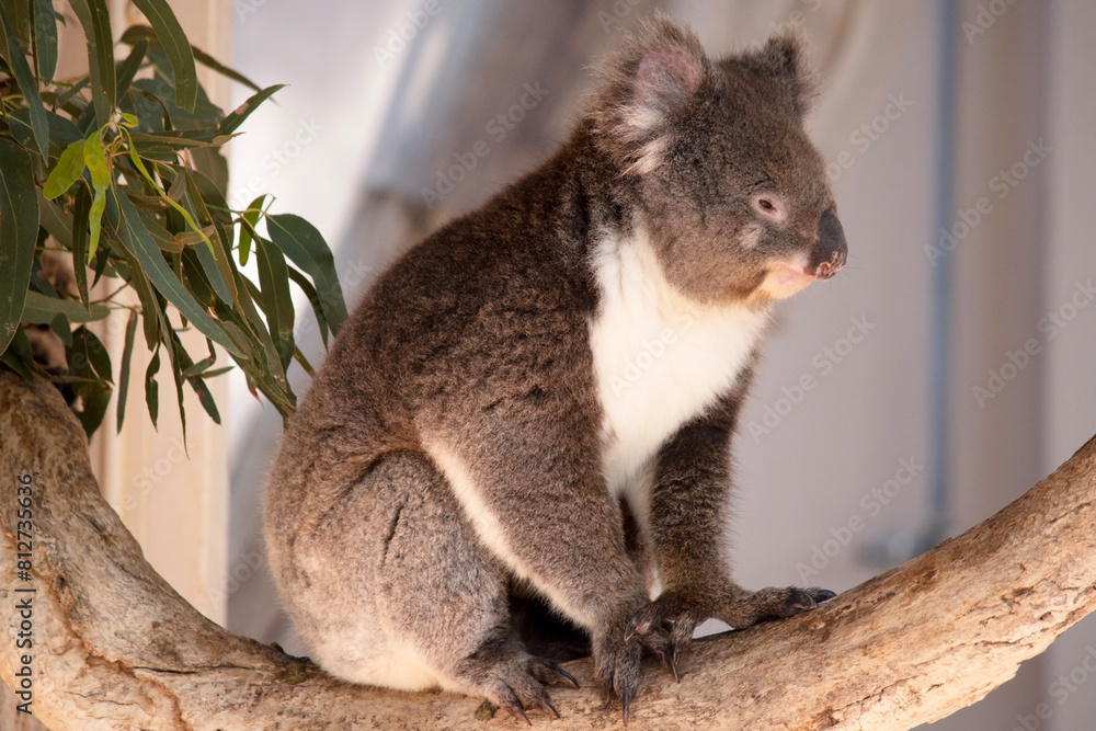 Fototapeta premium the Koala has a large round head, big furry ears and big black nose. Their fur is usually grey-brown in color with white fur on the chest, inner arms, ears and bottom.