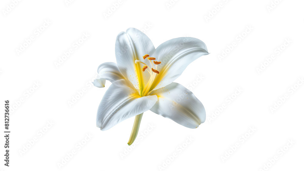 Fototapeta premium White lily flower isolated on black background.