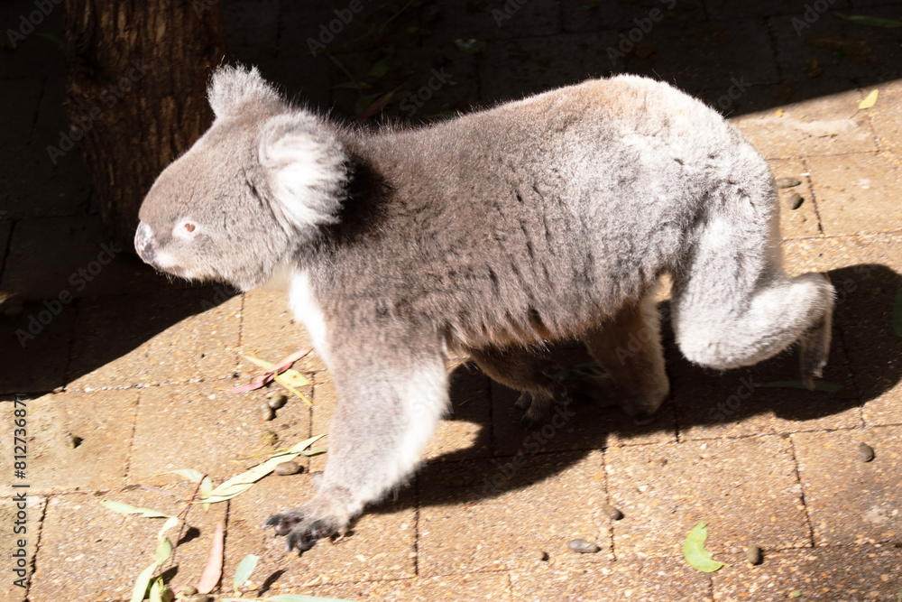 Obraz premium the Koala has a large round head, big furry ears and big black nose. Their fur is usually grey-brown in color with white fur on the chest, inner arms, ears and bottom.