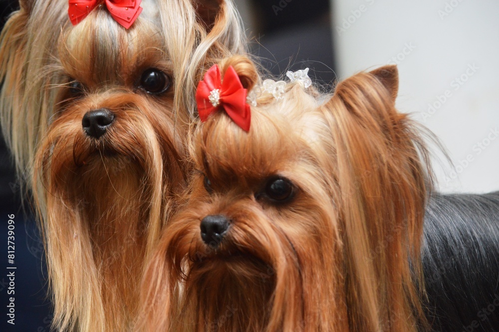 Naklejka premium yorkshire terrier portrait