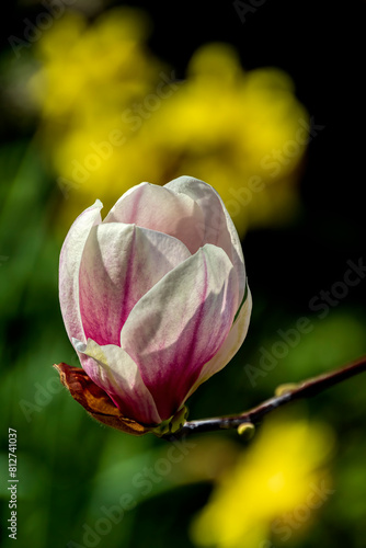 bocciolo di magnolia