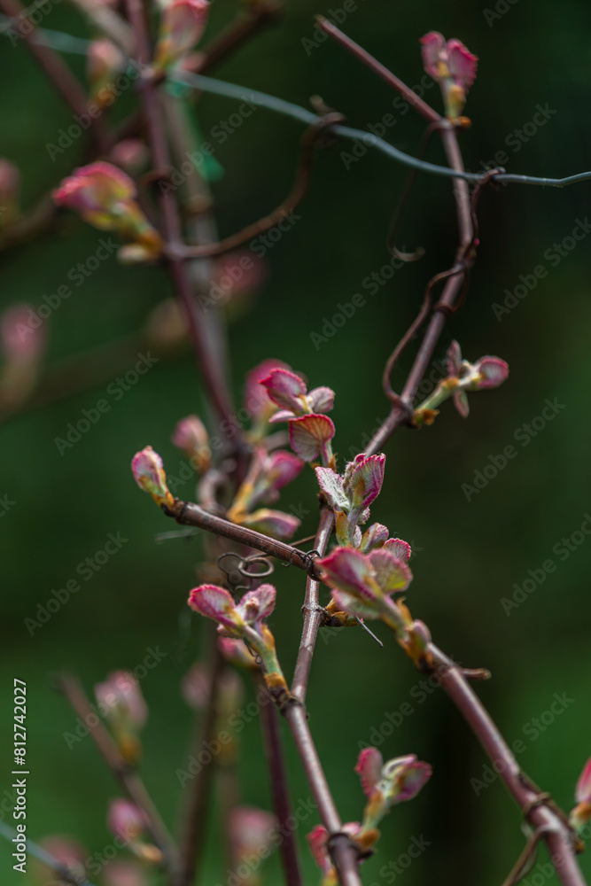 ovary of grapes, young leaves of grapes, Isabella grapes, grapes will bloom ovary of grapes, young leaves of grapes, Isabella grapes, grapes will bloom