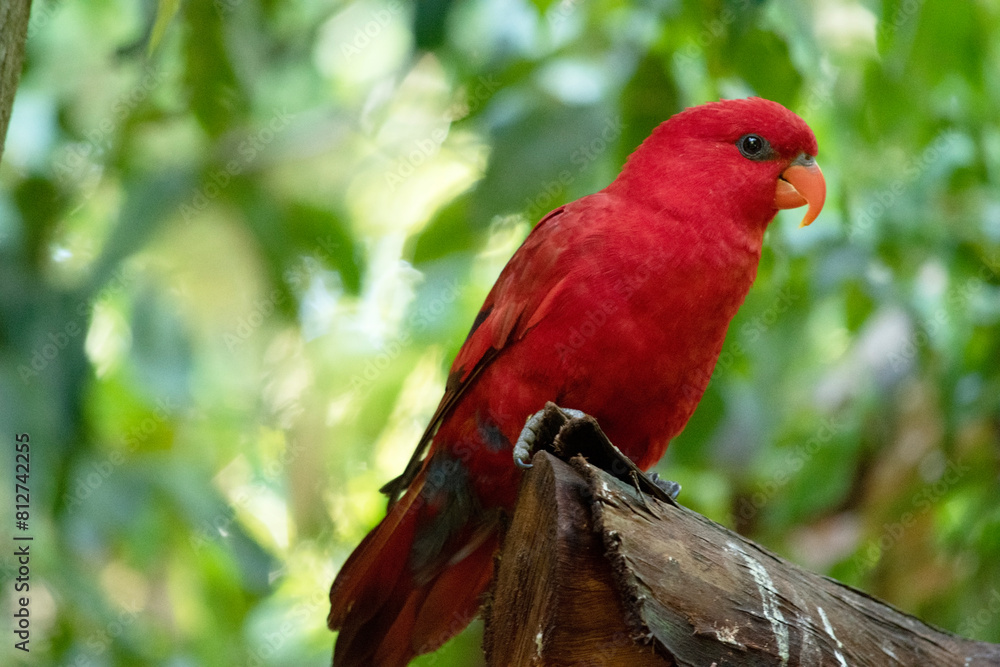 the red lory is mostly red and all the plumage of the upper body is red. There are red, blue, and black marks on the back and wings, the red lory is mostly red and all the plumage of the upper body is red. There are red, blue, and black marks on the back and wings,