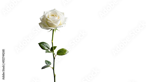 Fototapeta Naklejka Na Ścianę i Meble -  Single white rose long stem vertical stand pose isolated on transparent background 