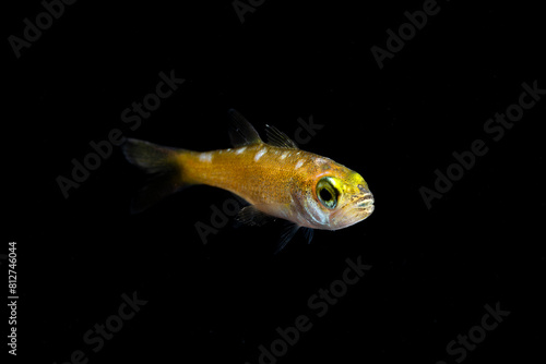Gnomefish (Scombrops boops) juvenile