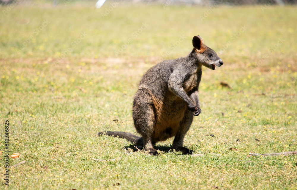 Naklejka premium The swamp wallaby has dark brown fur, often with lighter rusty patches on the belly, chest and base of the ears.