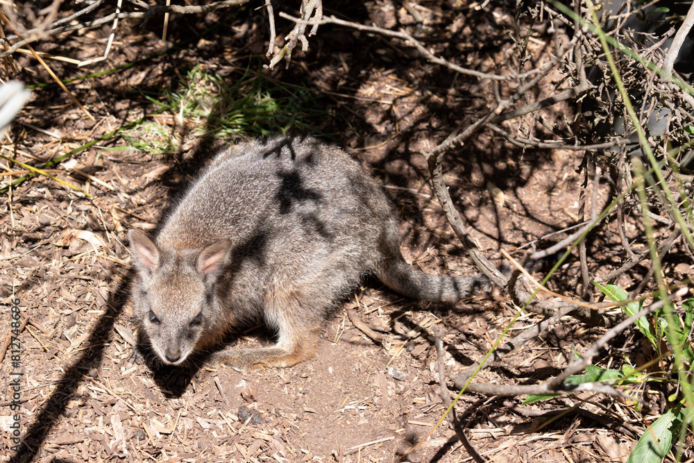 Fototapeta premium The tammar wallaby has dark greyish upperparts with a paler underside and rufous-coloured sides and limbs. The tammar wallaby has white stripes on its face.