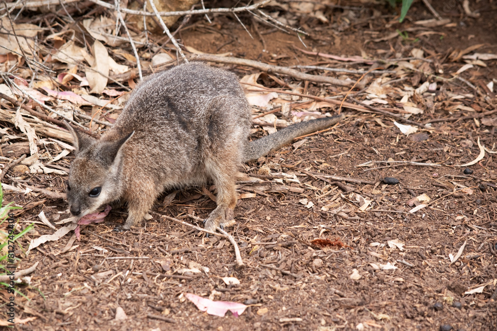 The tammar wallaby has dark greyish upperparts with a paler underside and rufous-coloured sides and limbs. The tammar wallaby has white stripes on its face The tammar wallaby has dark greyish upperparts with a paler underside and rufous-coloured sides and limbs. The tammar wallaby has white stripes on its face