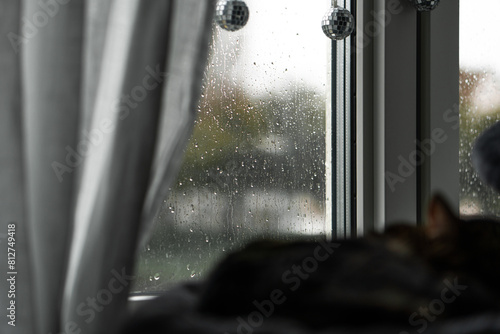 cat sleeping in the windowsill