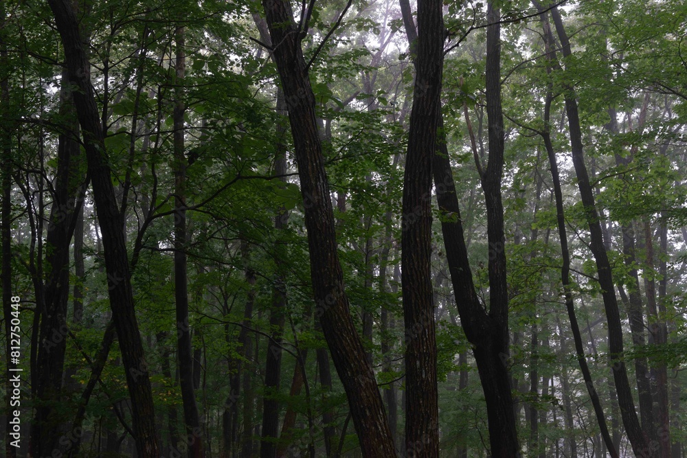 霧に包まれる森 霧に包まれる森