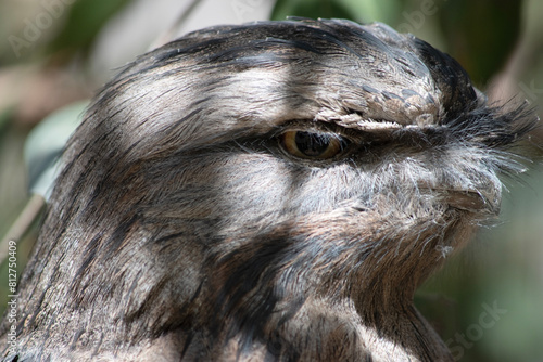 the tawny frogmouth has a mottled grey, white, black and rufous – the feather patterns help them mimic dead tree branches. photo
